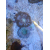 Phymanthus crucifer